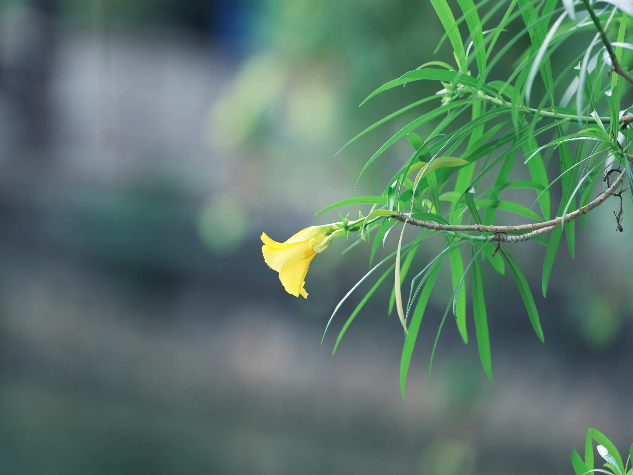黄花夹竹桃 · 街角偶遇